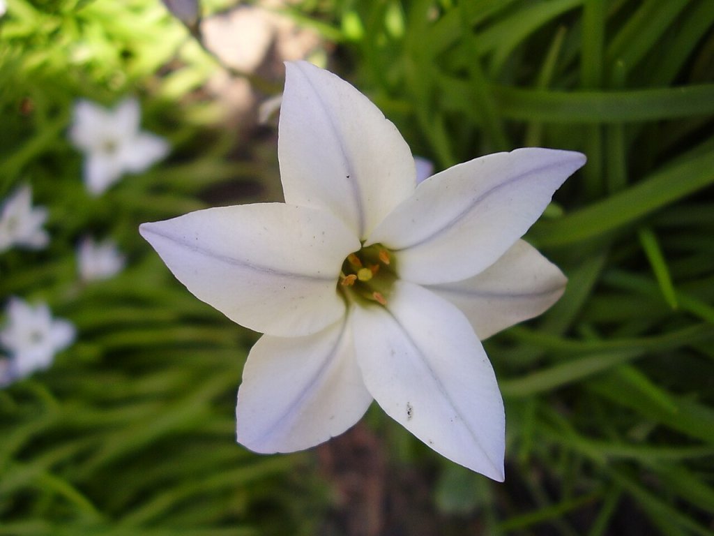 Ipheion uniflorum