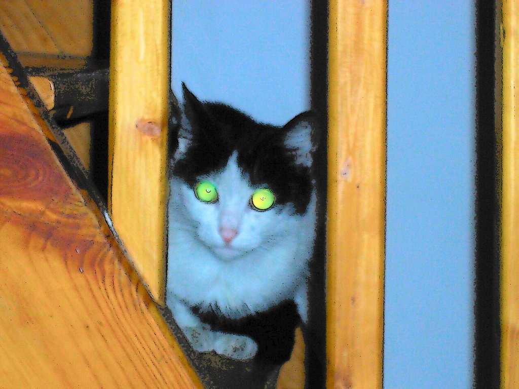 Cat's shiny eyes Author: Jasra Photo by myself 2005