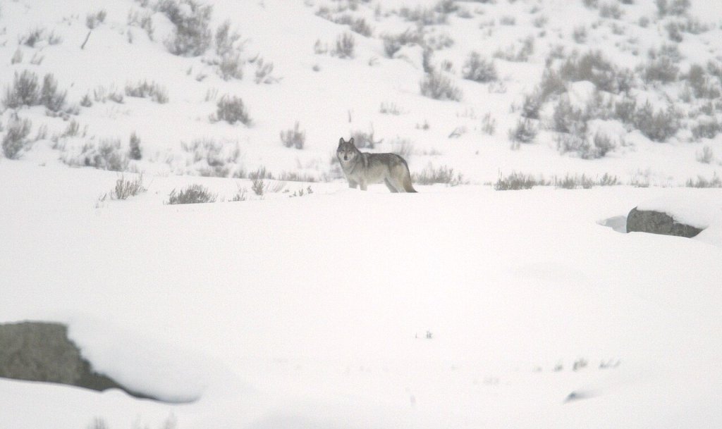 File-Grey wolf - standing - profile in Little America Flats;-Jim Peaco;-January