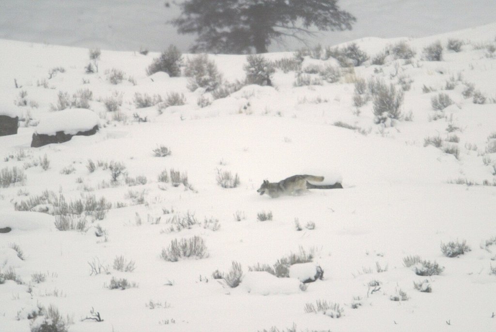 File-Grey wolf running in Little America Flats;-Jim Peaco;-January