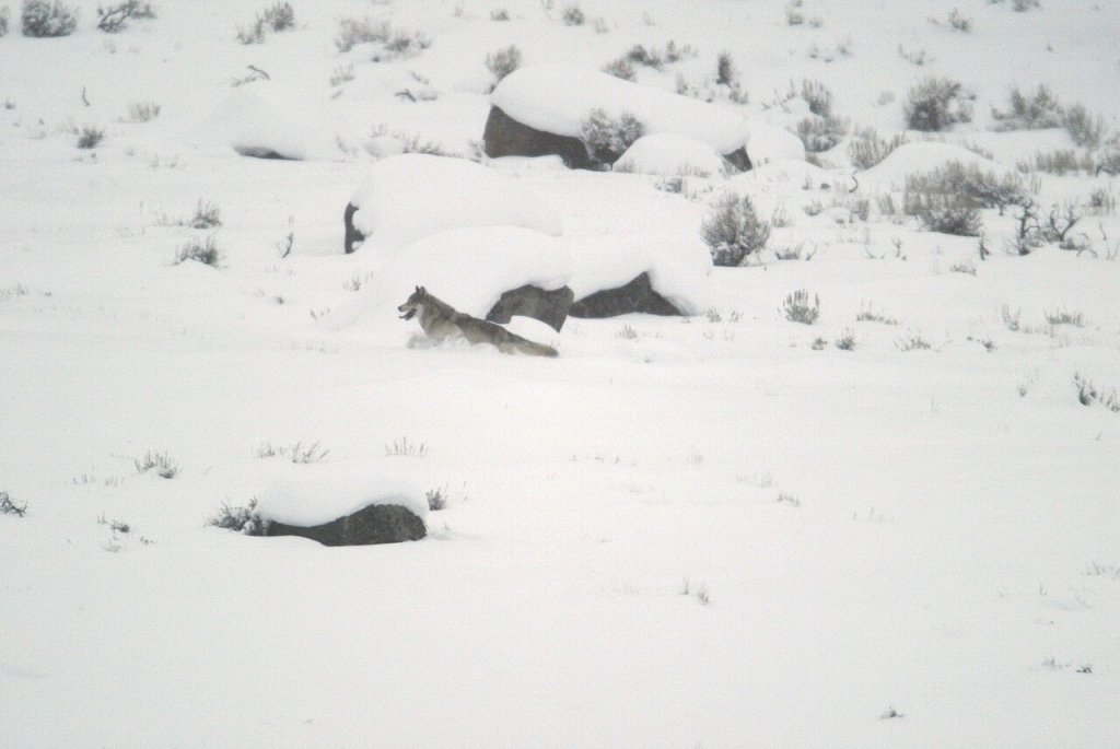 File-Grey wolf running in Little America Flats;-Jim Peaco;-January