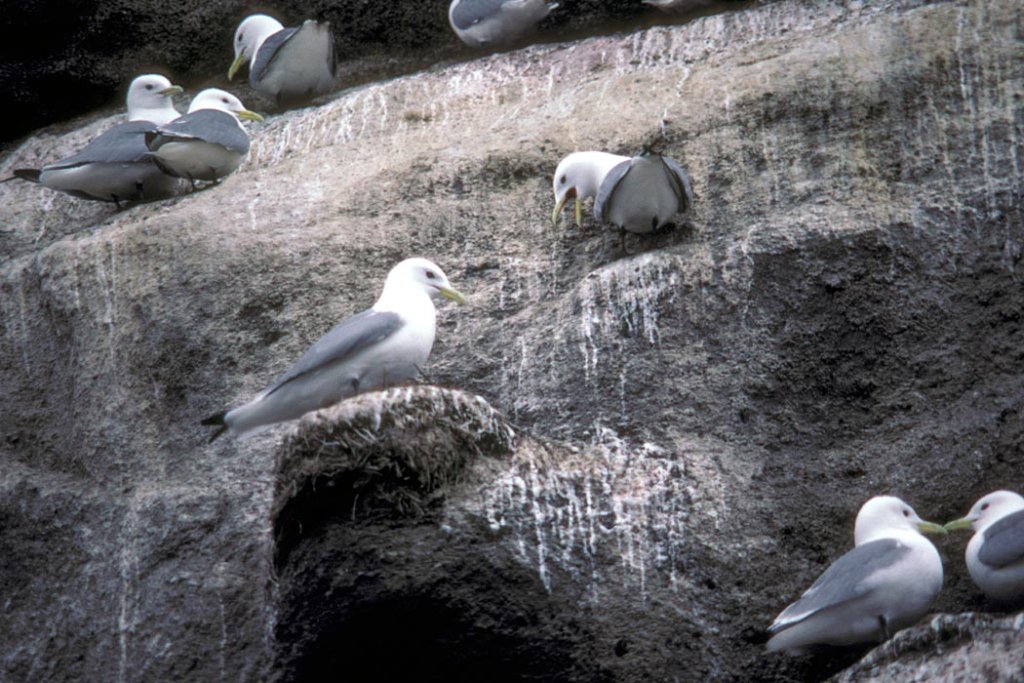 Black-legged Kittiwakes Nesting