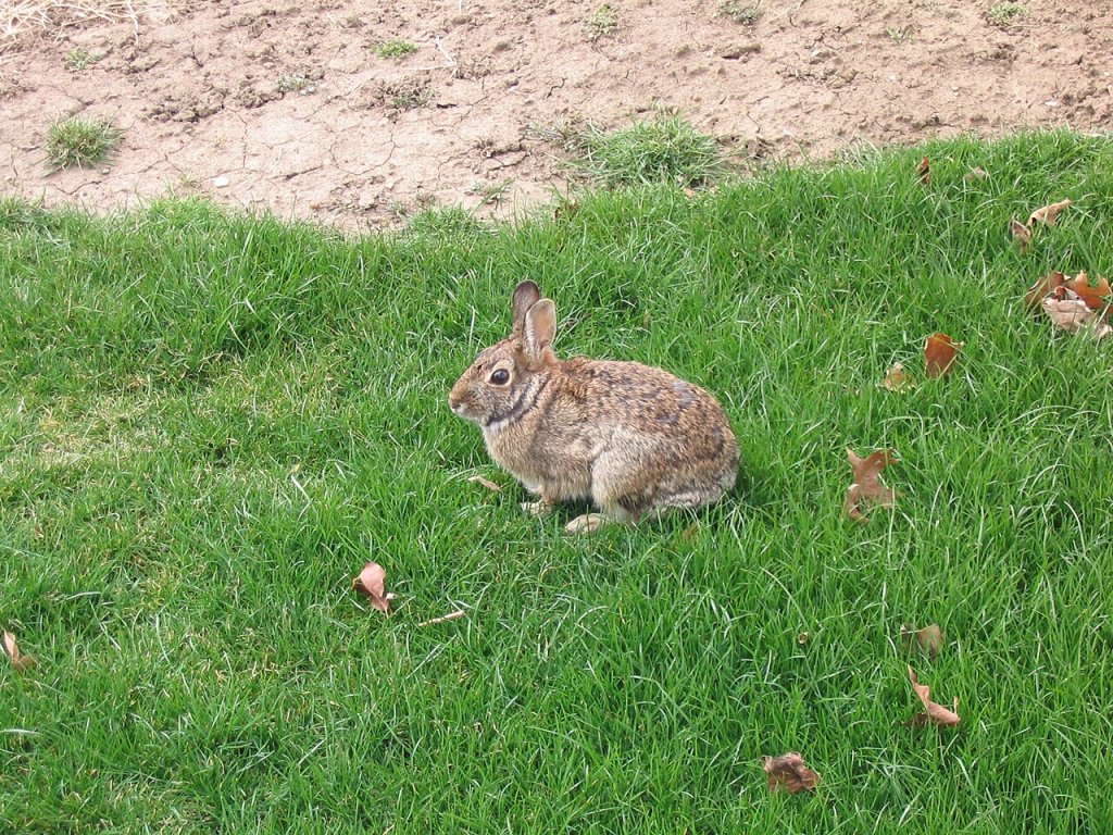 Wild rabbit US 2