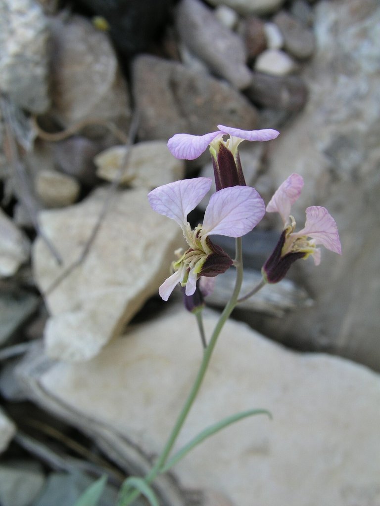 Streptanthus cutleri Big Bend National Park, Tunnel March