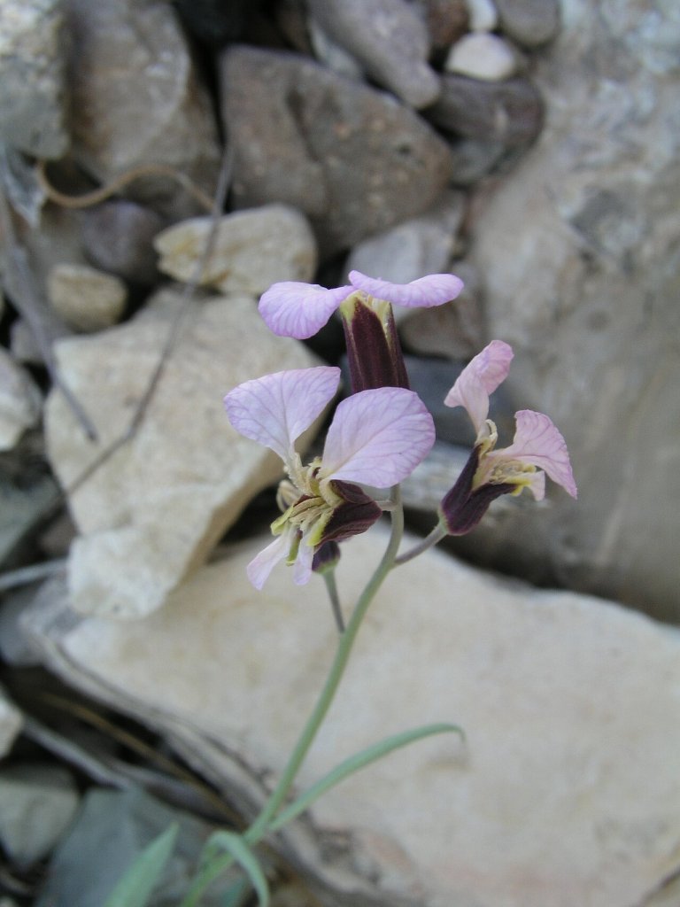 Streptanthus cutleri Big Bend National Park, Tunnel March