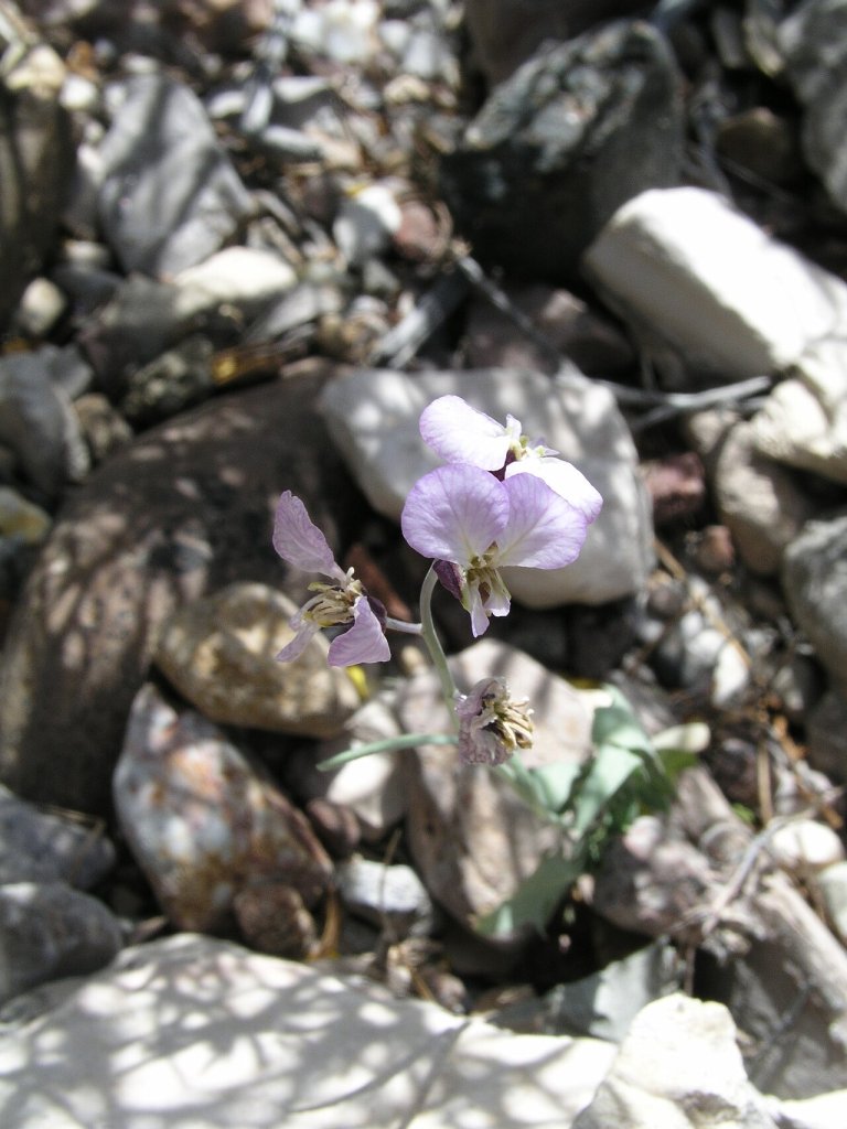 Streptanthus cutleri Big Bend National Park, Tunnel March