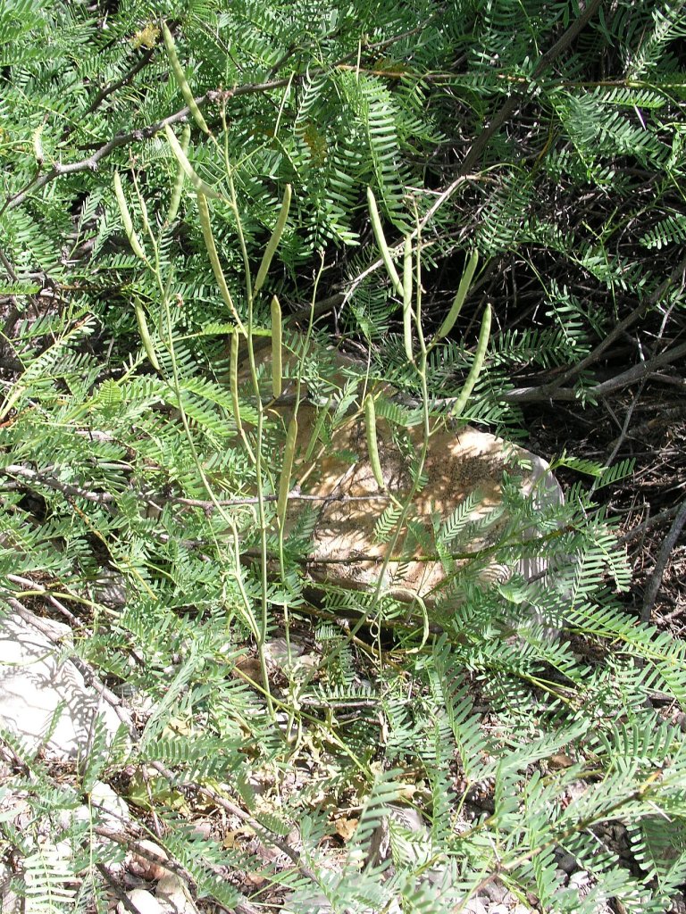 Streptanthus cutleri Big Bend National Park, Tunnel March