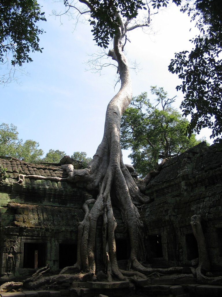 TreeGrowingOnTempleInAngkorVat