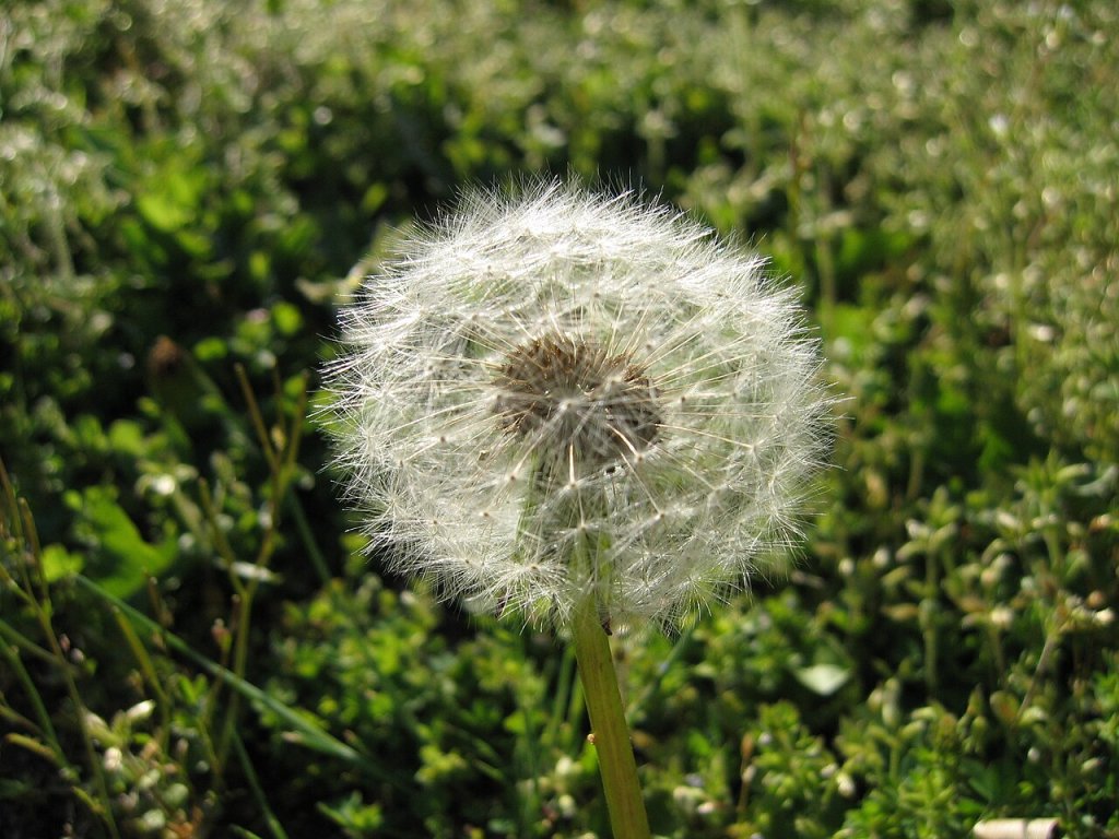 A dandelion