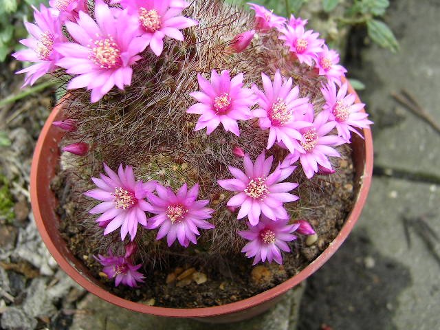 Mammillaria