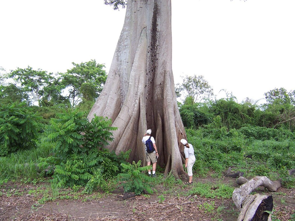 Arboldeltaamacurovenezuela