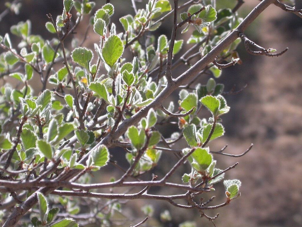 File--i-Cercocarpus betuloides -i-var -i-betuloides-i--br--Rose family
