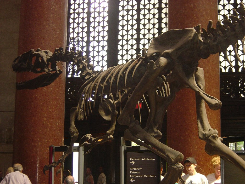 AllosaurusAMNH