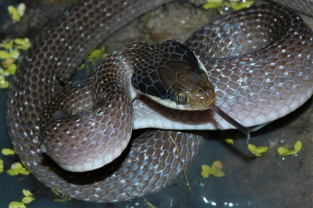 Crotaphopeltis hotamboeia