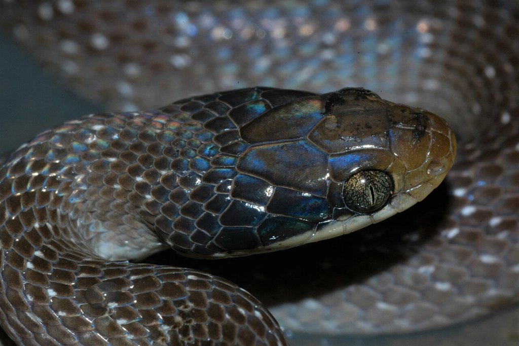 Crotaphopeltis hotamboeia