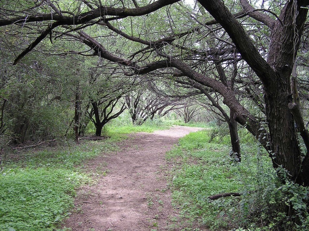 Anza Trail mesquite bosque