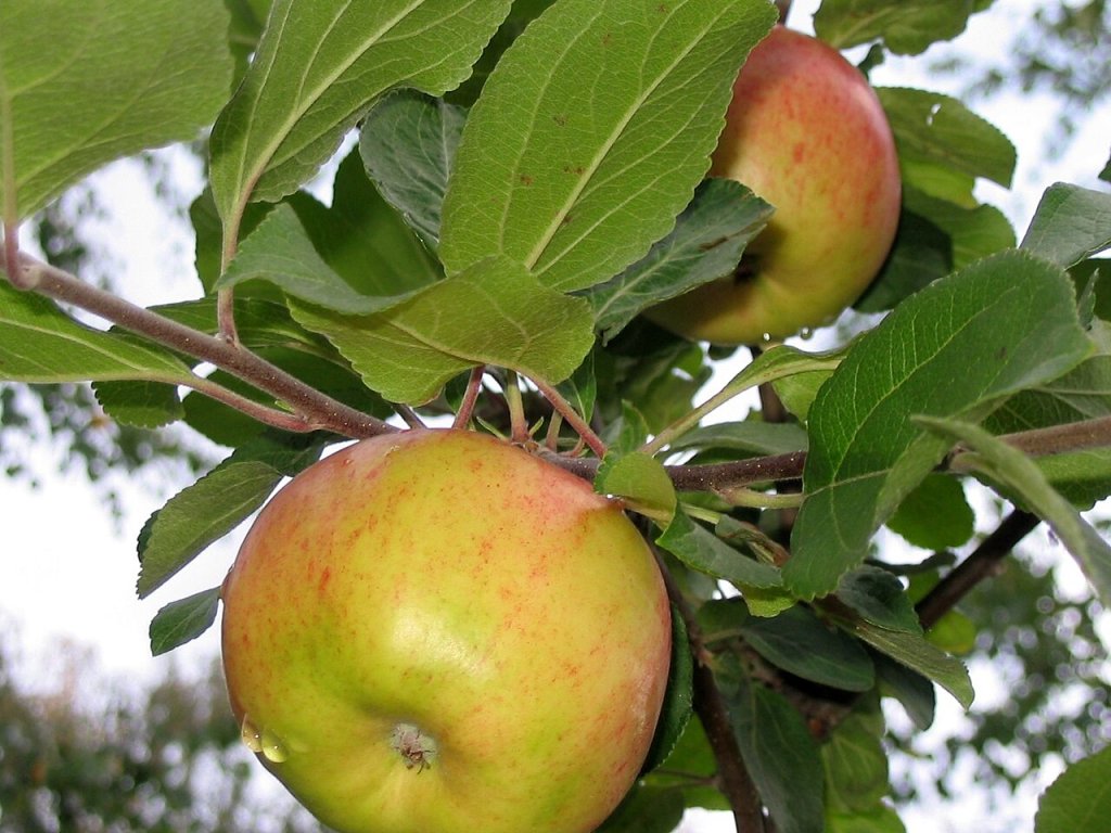 Apple tree Oulu