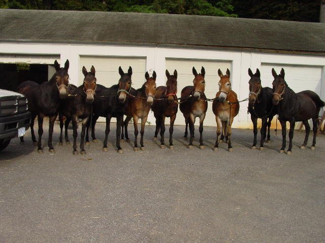 Rhody, Katie, Frances, Molly, Ada, Lil, Nel, Ida, and Ellie