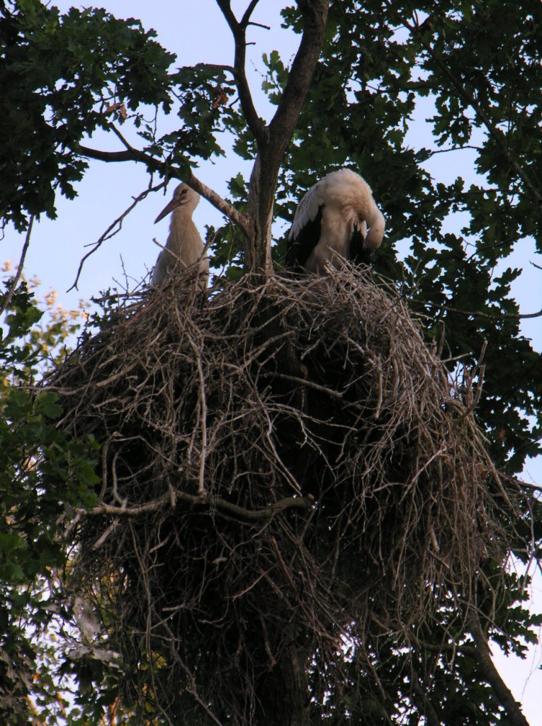 White Storks Ciconia ciconia