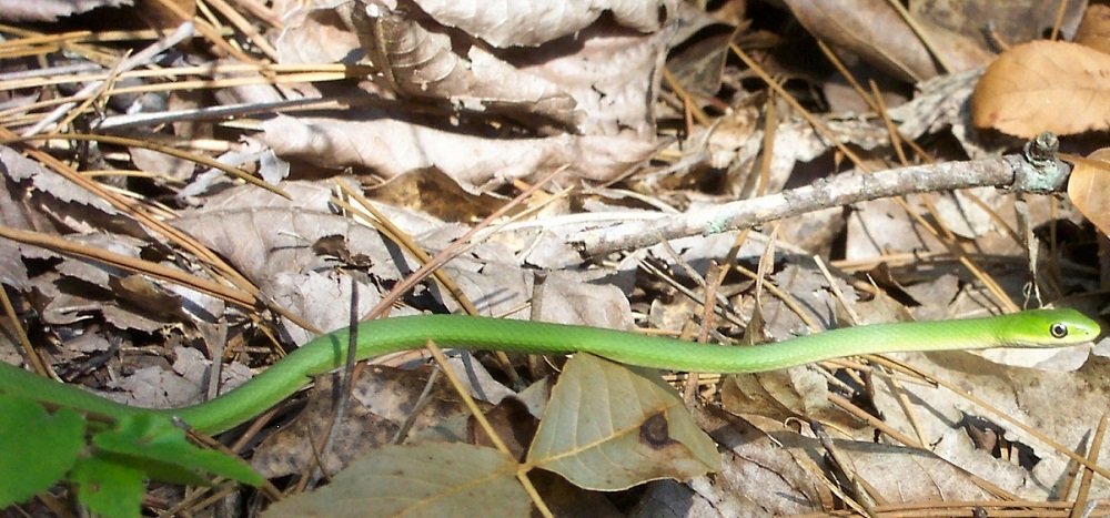 Green snake on leaves