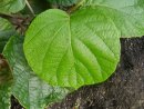 Actinidia deliciosa3 R
