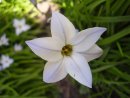Ipheion uniflorum
