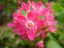 Ribes sanguineum