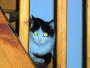 Cat's shiny eyes Author: Jasra Photo by myself 2005
