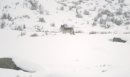 File-Grey wolf - standing - profile in Little America Flats;-Jim Peaco;-January