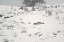 File-Grey wolf running in Little America Flats;-Jim Peaco;-January