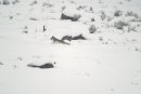 File-Grey wolf running in Little America Flats;-Jim Peaco;-January