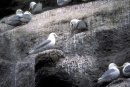 Black-legged Kittiwakes Nesting