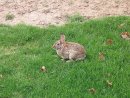 Wild rabbit US 2