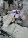 Streptanthus cutleri Big Bend National Park, Tunnel March