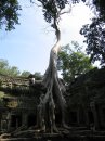 TreeGrowingOnTempleInAngkorVat
