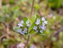 Flowers in Thouars