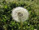 A dandelion