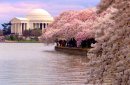 A Day in the Tidal Basin
