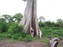 Arboldeltaamacurovenezuela