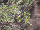 File--i-Cercocarpus betuloides -i-var -i-betuloides-i--br--Rose family