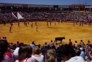 Plaza de Toros de Haro - Suelta de Vaquillas despues de Batalla del Vino