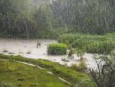 Rain on the field