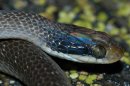 Crotaphopeltis hotamboeia