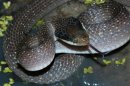 Crotaphopeltis hotamboeia