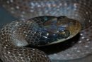 Crotaphopeltis hotamboeia