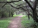 Anza Trail mesquite bosque
