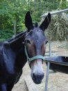 Frances was one of the longest working mules in the park The park even hosted a retirement party ...