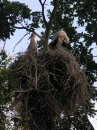 White Storks Ciconia ciconia