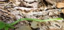 Green snake on leaves